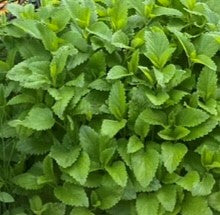 Lemon Balm Tincture