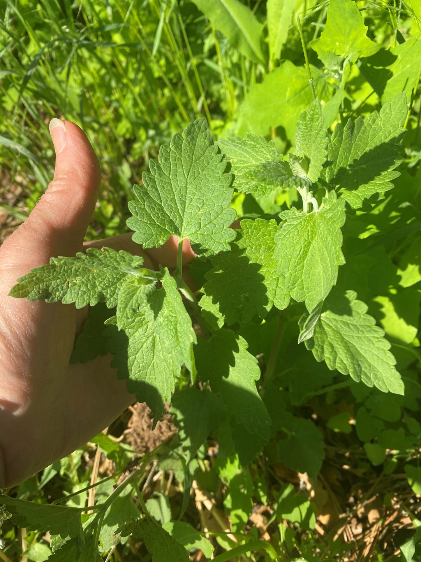 Lemon Balm Tincture