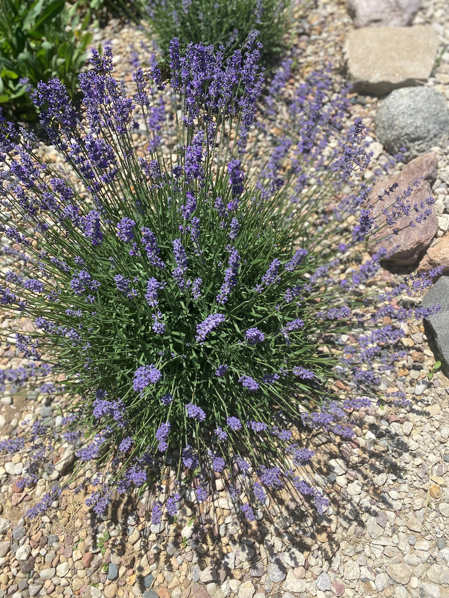 Herbal Bath Soak