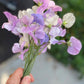 Sweet Pea Flowers from our garden