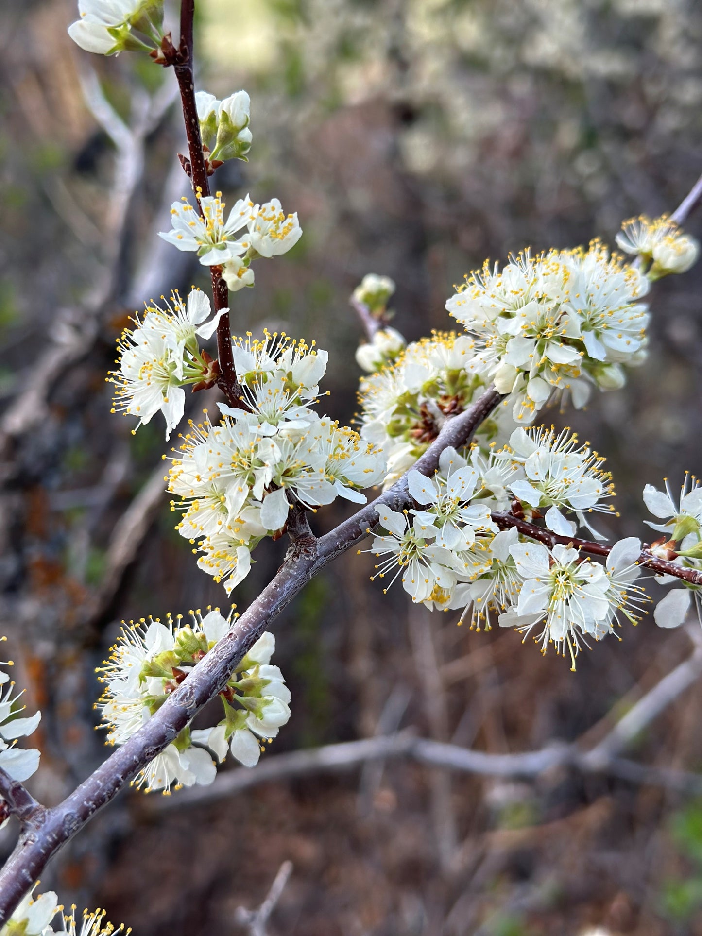 Wild Plum Blossom Hydrosol Spray