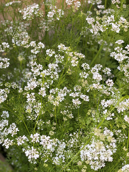 Herbal Bath Soak