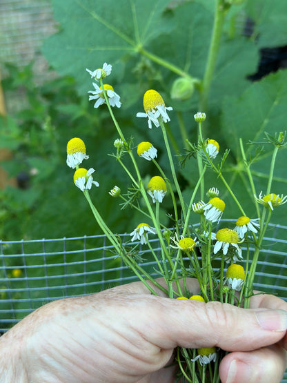 Chamomile Tincture