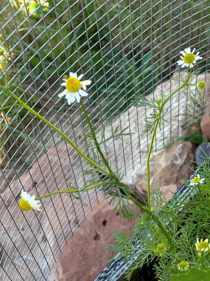 Chamomile Tincture