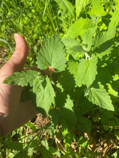 Lemon Balm Tincture