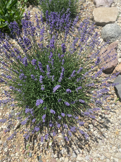 Herbal Bath Soak