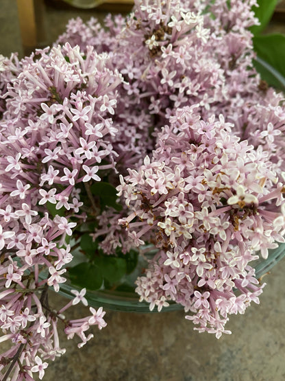 Lilac Blossom Hydrosol Spray