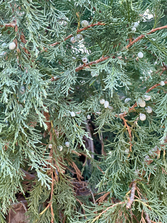 Rocky Mt. Juniper Soap