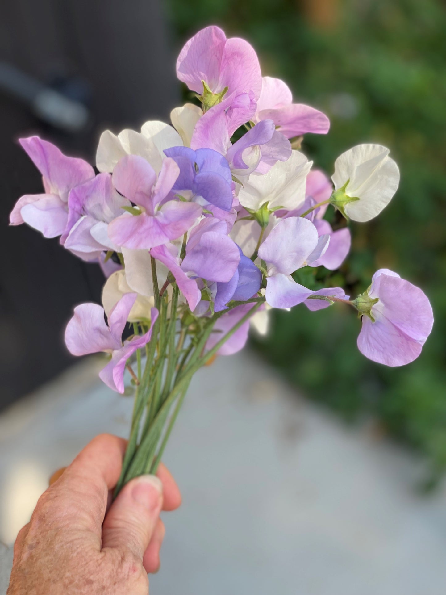 Sweet Pea Flowers from our garden