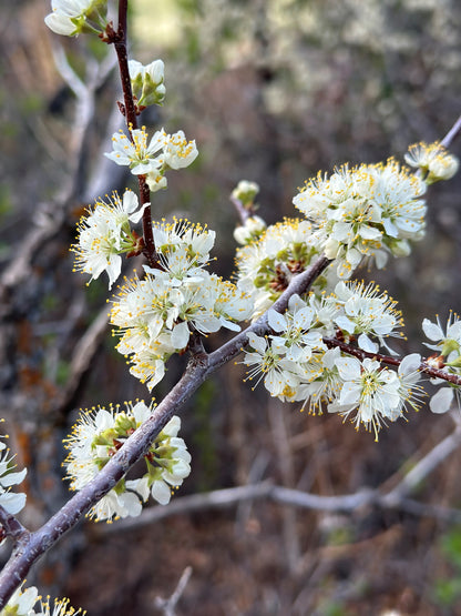 Wild Plum Blossom Hydrosol Spray